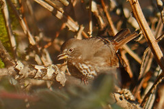 Fox Sparrow possible Sooty/Red intergrade