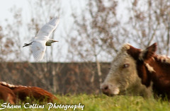 Cattle Egrets - Mercer County 2014