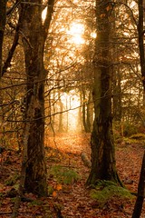 Kincladie Wood - Autumn 2014