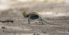  Lizards of the Southwest