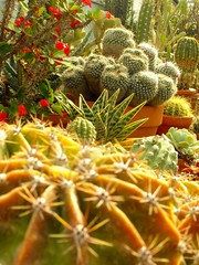 Succulent & Cactus