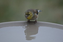 The Bird Bath