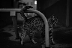 'cats in bw'