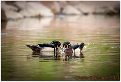 Other ducks and similar birds