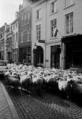 Sheep in the city