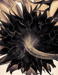 Sunflowers / Suncokreti