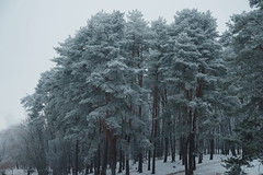 Голосеевский лес 2014, Киев