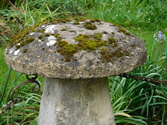Moss mushroom!