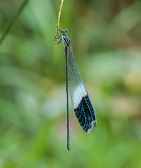 Pond Damsels (Coenagrionidae)