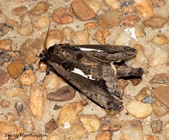 Moths of Thailand (Notodontidae)
