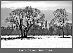 Winterbäume 2014 SW