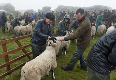 Tan Hill Open Swaledale Sheep Show, North Yorkshire, 2016