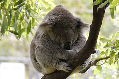 11-4-2014 Koala