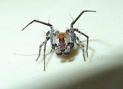 Lynx spider (Oxyopidae, Hamataliwa sp.)