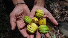 Wild fruits and seeds