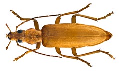 Coleoptera Family Oedemeridae