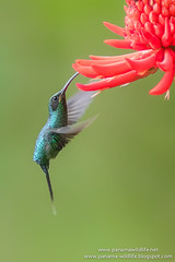 Hummingbirds / Colibríes / Beija-flores