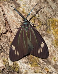 Moths of Thailand (Zygaenidae)