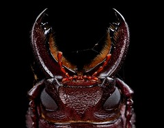 Coleoptera (Tanzania)