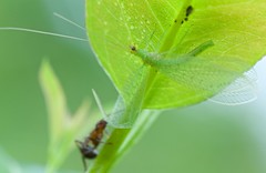 Neuroptera (Rwanda)