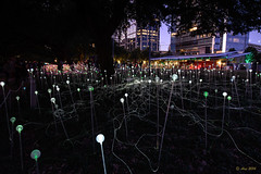 Field of Light @ Discovery Green