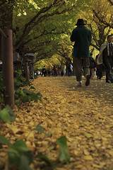 2014-11-19 Meijijingu Gaien Autumn