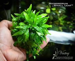 Microsorum "Small Leaf"