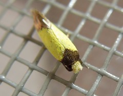 Cosmet moth (Macrobathra sp.)