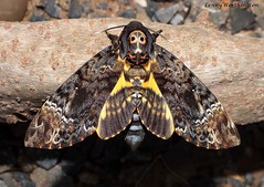 Hawk Moths of Thailand