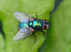 Flies and Other Insects