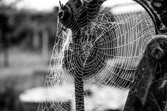 4th November Spiderweb Chronicals!