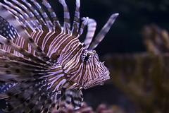 Lionfish 07