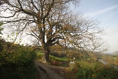 The Great Erwood Oak