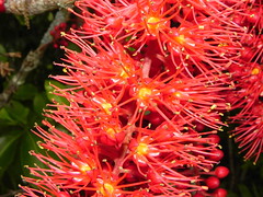 Flore de Nouvelle-Calédonie