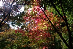 Autumn/Fall 秋