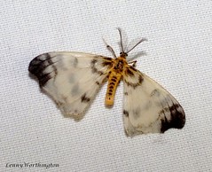 Moths of Thailand (Bombycidae)