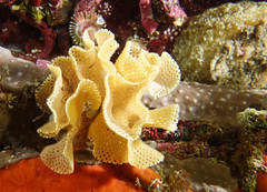Bryozoans (ectoprocts) and entoprocts
