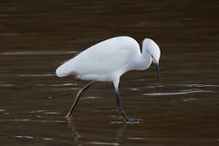 IMG_7261.jpg Snowy Egret (Egretta thula)