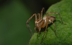 Oxyopidae / Lynx Spiders