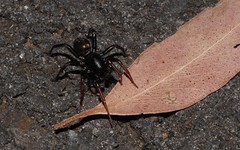 Zodariidae / ant spiders