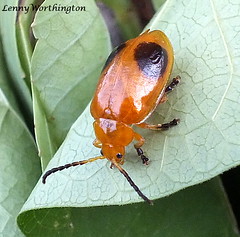 Leaf Beetles (Chrysomelidae) of Thailand
