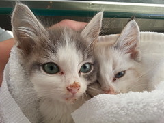 Post-Bath Kittens