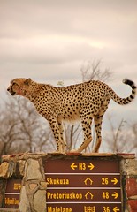 SOUTH AFRICA - Kruger National Park