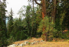Sequoia & Kings Canyon