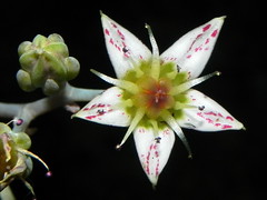Crassulaceae