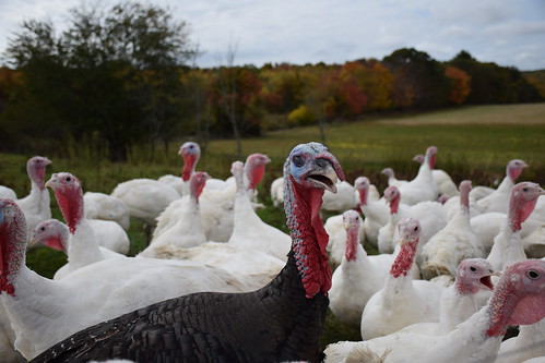 Turkeys at the Ekonk Turkey Farm, in Moosup, Connecticut, roam free. The family-run business annually produces 3,000 turkeys. NRCS photo courtesy Analia Bertucci.