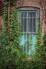 Overgrown window