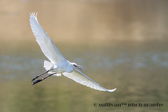 小白鷺 Little Egret