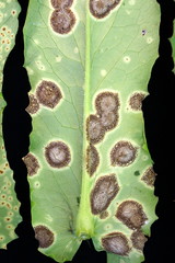 Emilia sonchifolia: Rust
