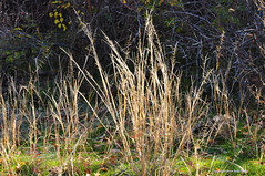 Utah native grasses